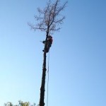 Bomen verwijderen door middel van een boomklimmer